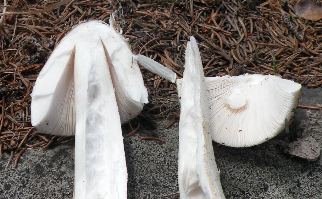 Cucciolo di Amanita?